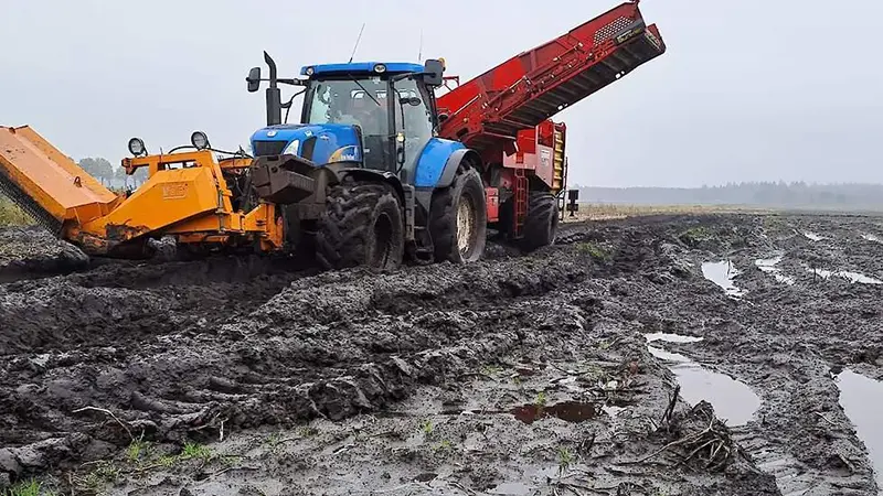 Potato harvester working in field conditions with soil and crop moving along the conveyor
